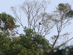 Anthracoceros malayanus