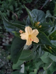 Mirabilis longiflora