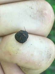 Phyllomegacopta majuscula