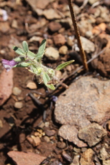 Sairocarpus cornutus