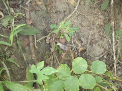 Biophytum sensitivum