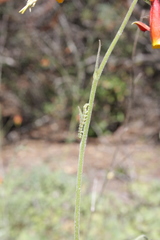 Heliothis phloxiphaga