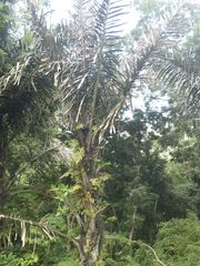 Arenga pinnata