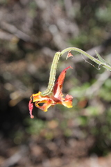 Heliothis phloxiphaga