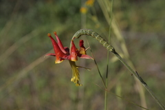 Heliothis phloxiphaga