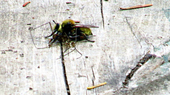 Laphria insignis