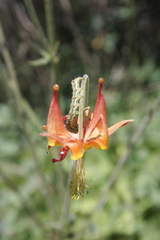 Heliothis phloxiphaga