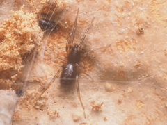Oedignatha scrobiculata