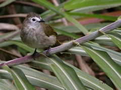 Pycnonotus flavescens leucops