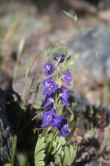 Delphinium uliginosum