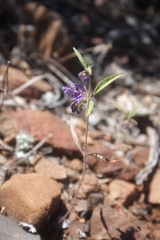 Trichostema laxum