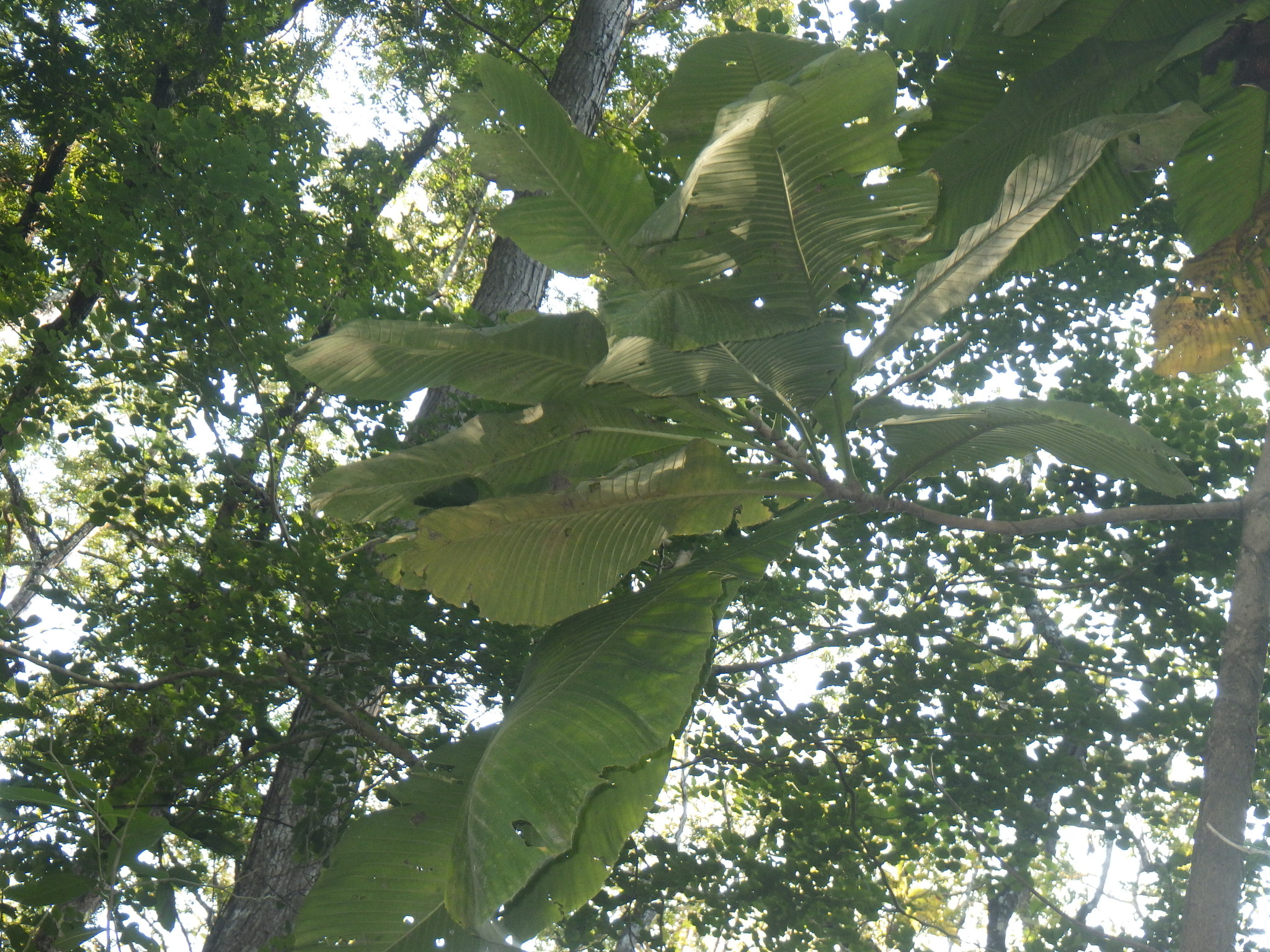 Imagem de Guianã