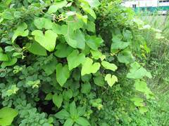 Vitis amurensis