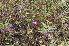Trichostema laxum
