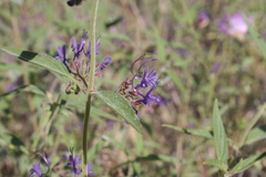 Trichostema laxum