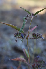 Heliothis phloxiphaga