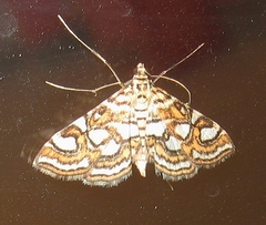 Elophila ekthlipsis