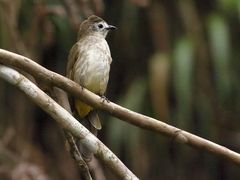 Pycnonotus flavescens leucops