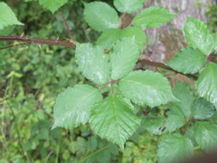 Rubus stimulifer