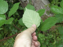 Rubus stimulifer