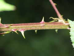 Rubus stimulifer