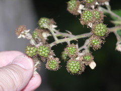 Rubus stimulifer