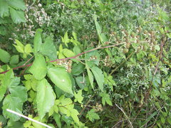 Rubus stimulifer