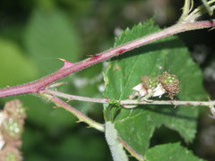 Rubus stimulifer