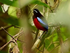 Erythropitta ussheri