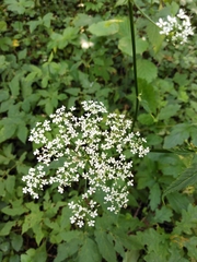 Chaerophyllum aromaticum