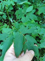 Chaerophyllum aromaticum