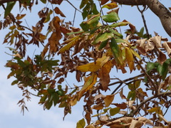 Lagerstroemia parviflora