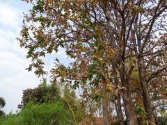 Lagerstroemia parviflora