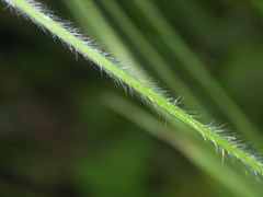 Bromus ramosus