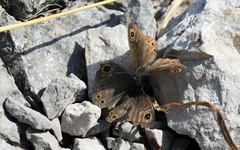 Lasiommata petropolitana