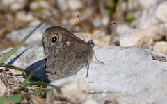 Lasiommata petropolitana
