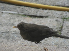 Turdus merula
