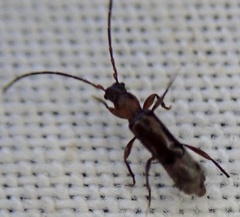 Nathrius brevipennis