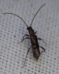 Nathrius brevipennis