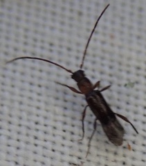 Nathrius brevipennis