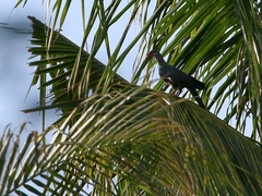 Columba vitiensis