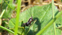 Pholidoptera