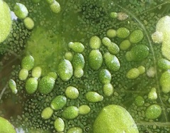 Wolffia brasiliensis