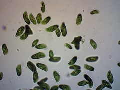Paramecium bursaria