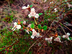 Spyridium thymifolium