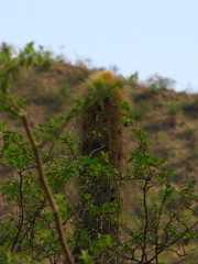 Cephalocereus polylophus
