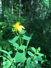 Hypericum maculatum
