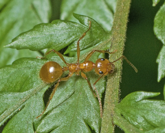 Notoncus spinisquamis