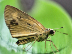 Cupitha purreea