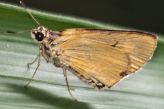 Cupitha purreea